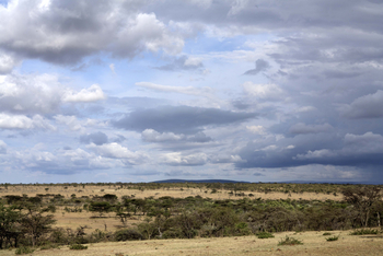Naboisho Camp: Akazienlandschaft