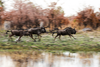 Okavango Explorers Camp Okavango Explorers Camp: Flüchtende Gnus