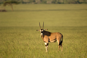 Ol Donyo Lodge: Oryx im Grasland