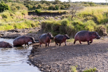 Olare Mara Kempinski: Nilpferde mit Jungtier