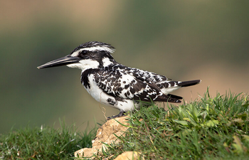 Paatlidun Safari Lodge: Pied Kingfisher