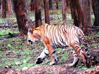 Pench Jungle Camp: Tiger - Rückzug in den Wald