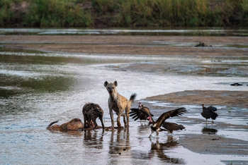 Robin Pope Safaris Robin Pope Safaris: Hyänen über Antilopenkadaver