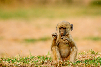 Royal Zambezi Lodge: Baboon