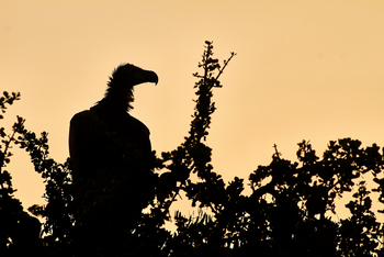 Saruni Mara Camp: Geier