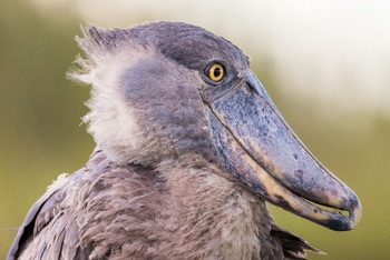 Shoebill Island Camp Shoebill Island Camp: Schuhschnabel