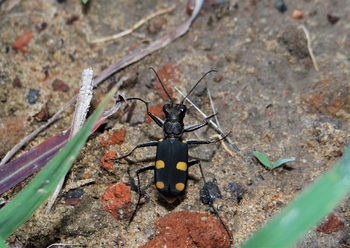 Tathastu Resort Satpura: Tiger Beatle