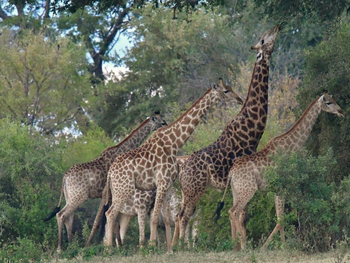 Waterberry Zambezi Lodge: Giraffen