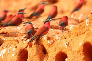nXamaseri Island Lodge: Carmine Bee-Eaters