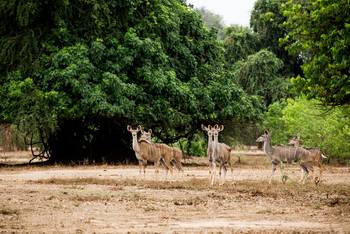 Amanzi Camp: Kudus