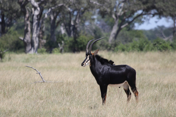Imvelo Safaris Imvelo Safaris: Rappenantilope vor Bäumen
