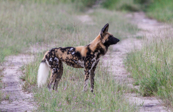 Imvelo Safaris Imvelo Safaris: Wildhund seitlich