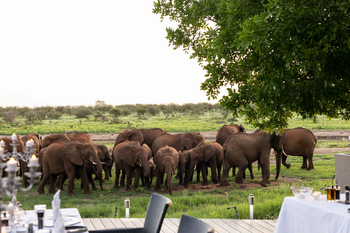 Jamala Madikwe: Elefanten grasen neben Safari-Essbereich