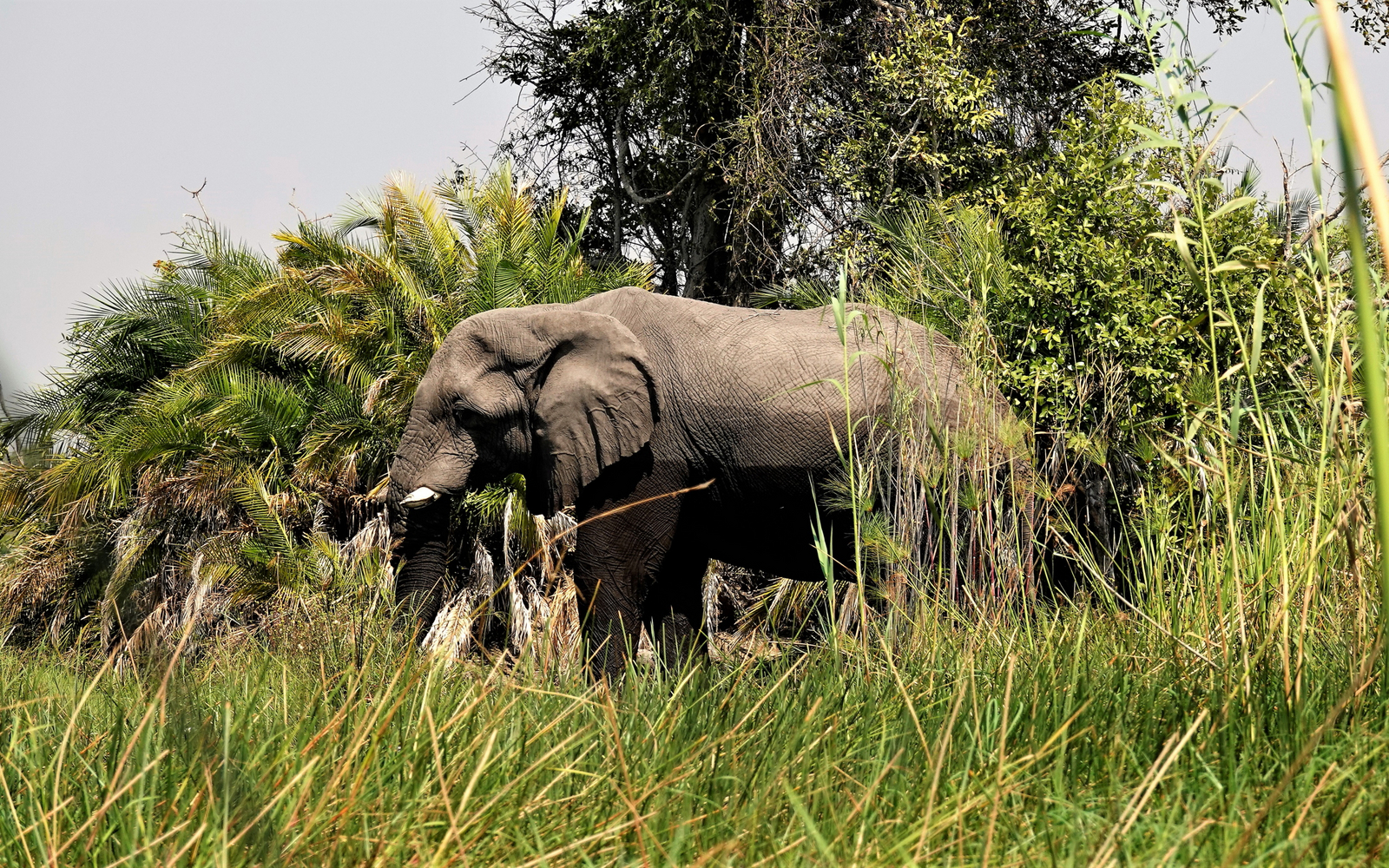 Kala Camp Kala Camp: Elefant