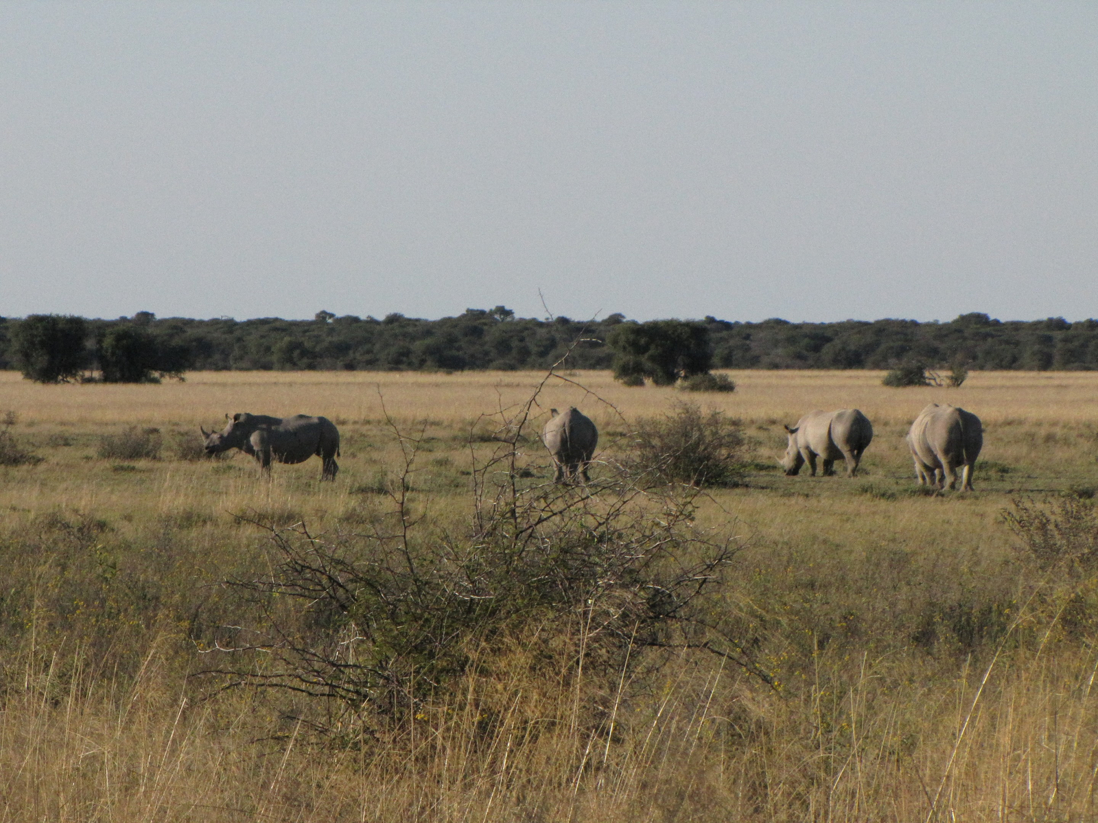Khama Rhino Sanctuary Khama Rhino Sanctuary: A Crash of Rhinos
