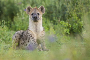 King Lewanika Lodge: Tüpfelhyäne