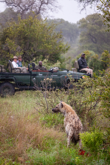 Kings Camp: Tüpfelhyäne
