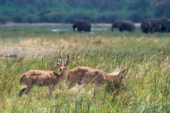 King's Pool Camp King's Pool Camp: Riedböcke