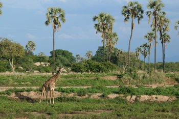 Kokoko Camp: Giraffe