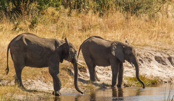 Lagoon Camp Lagoon Camp: Elefanten am Wasser