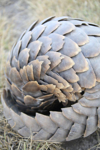 Legendary Mwiba Lodge: Schuppentier