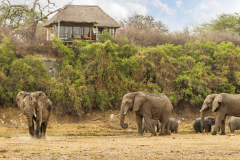 Leroo La Tau Lodge: Elefanten vor Chalet