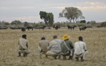 Lion Camp Lion Camp: Büffelbegegnung