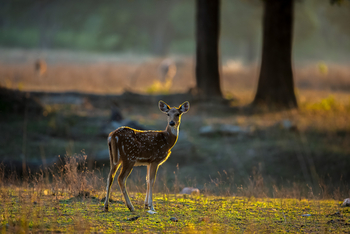 Meru Vann: Axis-Hirschkuh