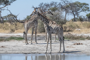 Mma Dinare Camp: Giraffen am Wasserloch