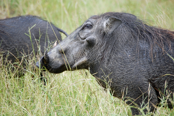 Muchenje Safari Lodge: Warzenschwein