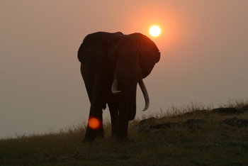Musango Safari Camp: Elefant