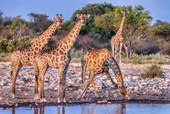 Mushara Game Drive: Trinkende Giraffe