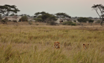 Namiri Plains Camp: Löwen vor dem Camp