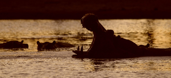 Nehimba Lodge: Hippo Yawning