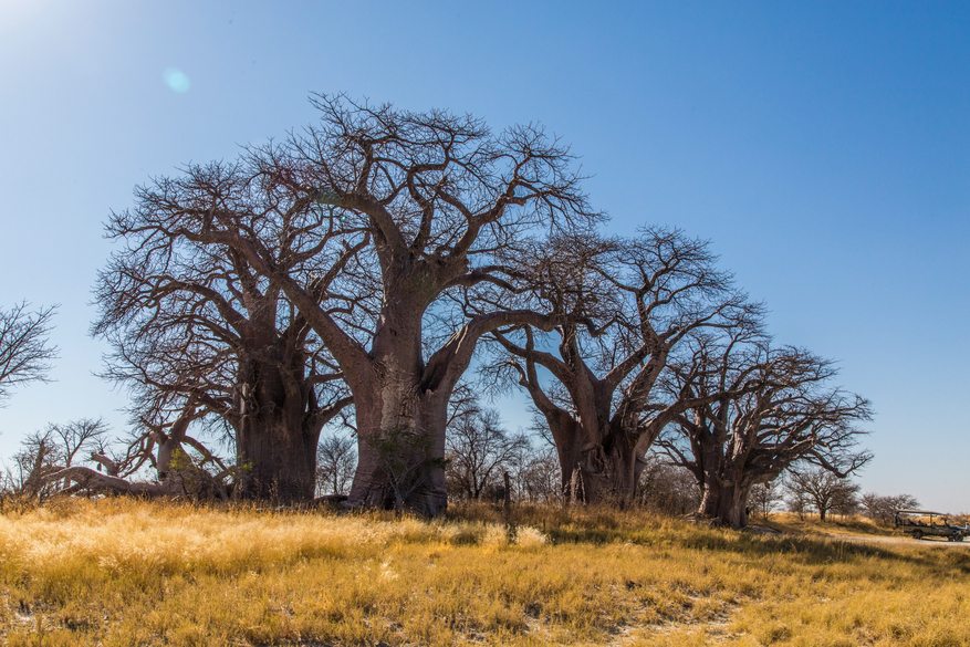 Nxai Pan Camp