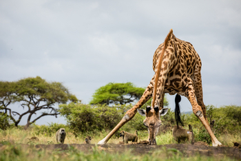 Ol Donyo Lodge: Giraffe und Paviane