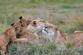 Olare Mara Kempinski: Löwin mit Jungtieren Nahaufnahme