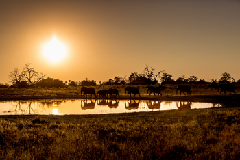 Qorokwe Camp: Elefanten im Gegenlicht