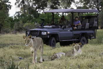 Qorokwe Camp: Löwen beim Game Drive