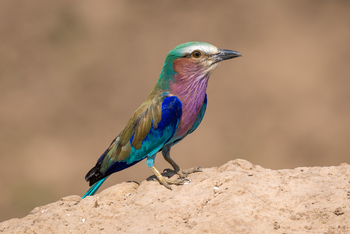 Robin Pope Safaris Robin Pope Safaris: Gabelracke