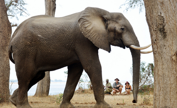 Sausage Tree Camp: Begegnung mit Elefantenbullen