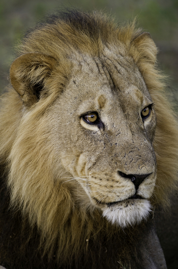 Savuti Camp Savuti Camp: Löwenportrait