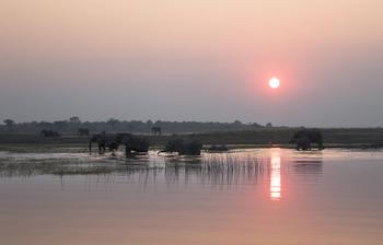 Serondela Lodge: Elefantenherde im goldenen Sonnenuntergang am Fluss