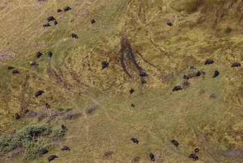 Shinde Lodge Shinde Lodge: Büffelherde aus der Luft