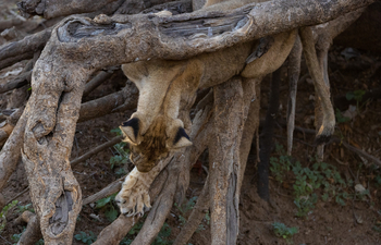 Sungani Lodge Sungani Lodge: Kletternder Löwe