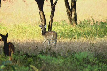 Svasara Jungle Lodge: Axis-Kuh mit Kitz