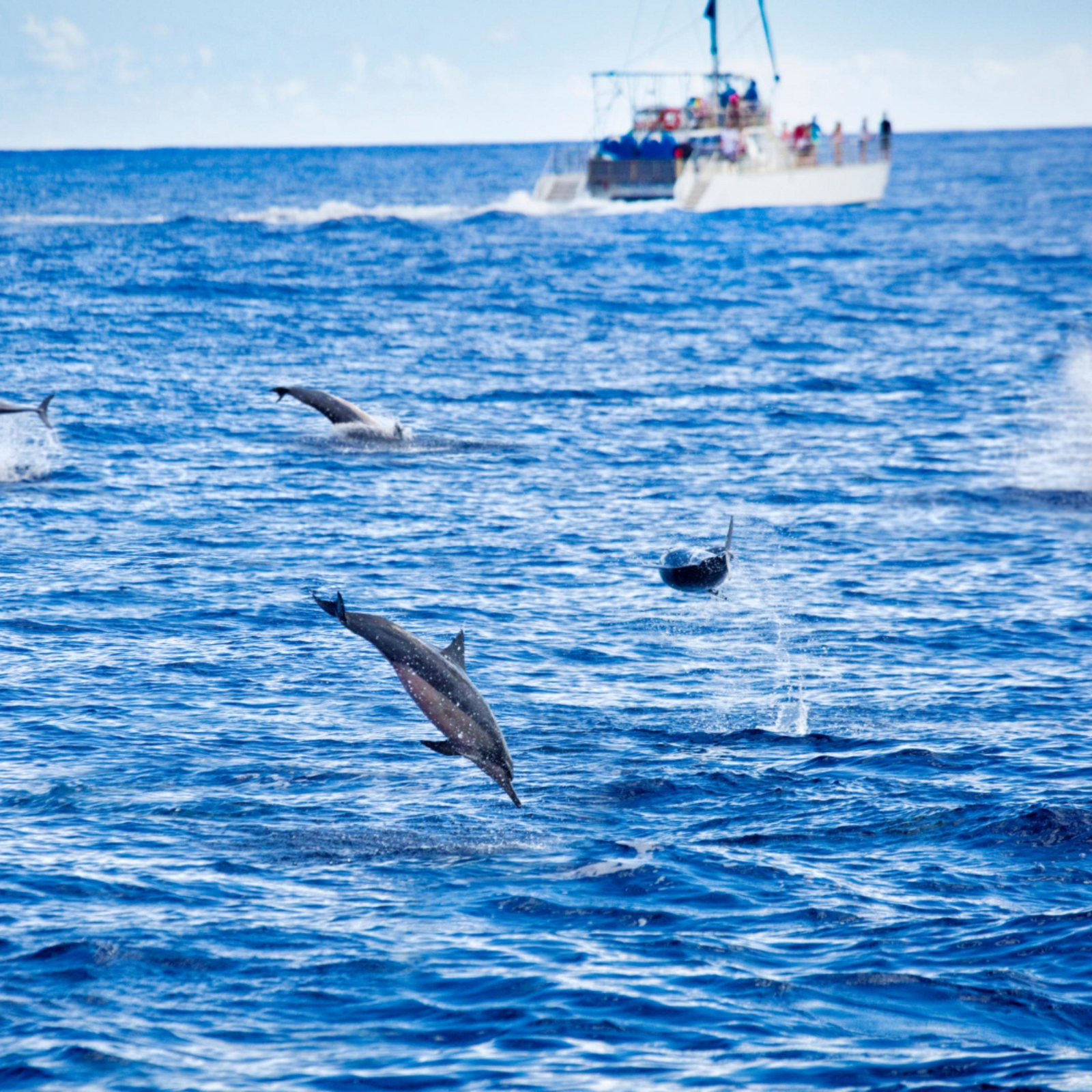 Fundu Lagoon Fundu Lagoon: SDolphin Safari