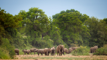 Tanda Tula Safari Camp: Elefantenherde