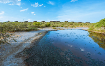 Tau Pan Camp Tau Pan Camp: Wasserloch
