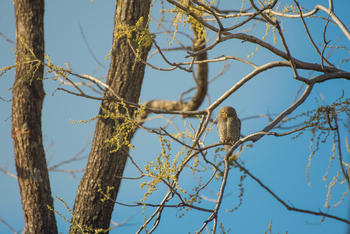 The Oberoi Vindhyavilas Wildlife Resort: Jungle Owlet